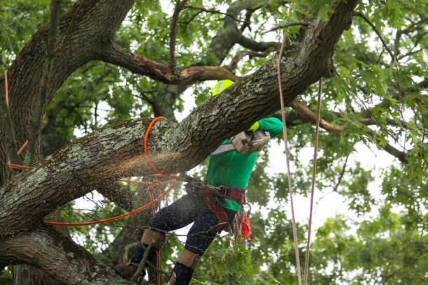 Reliable Nitro, WV Tree Removal Services Solutions